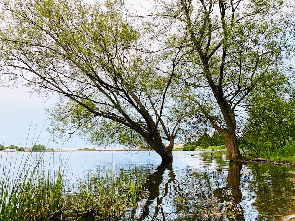 a couple of trees that are in the water