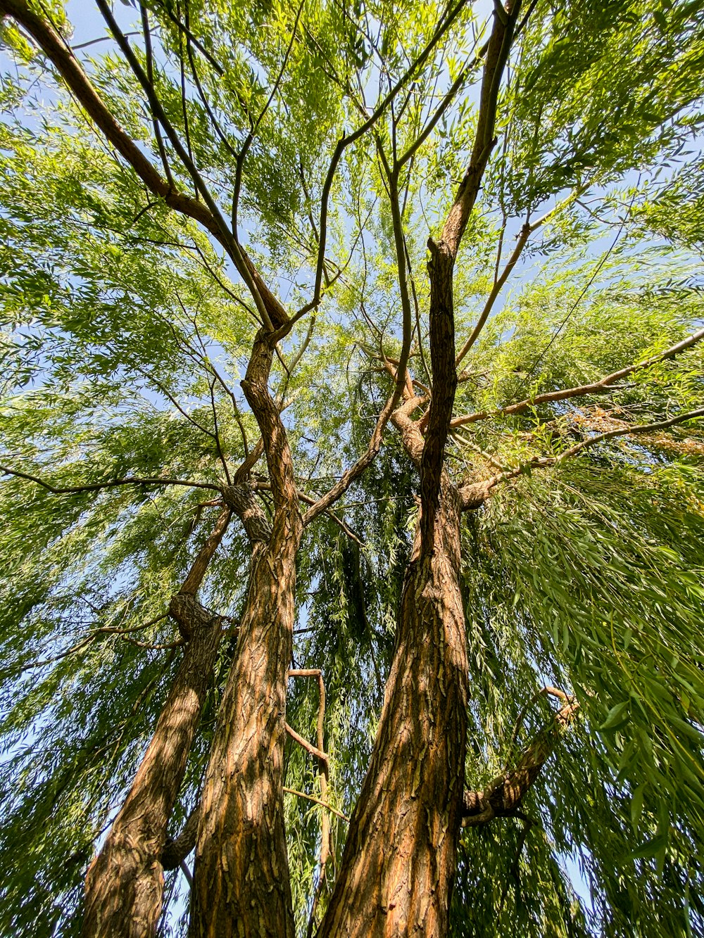 looking up at the tops of tall trees