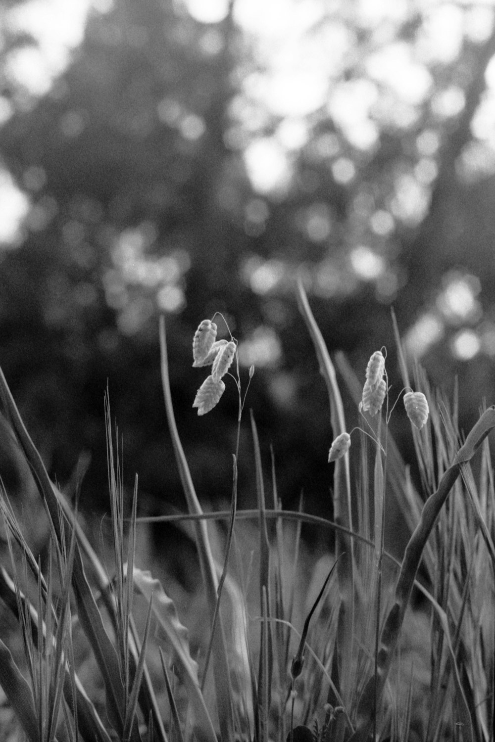 a black and white photo of some flowers