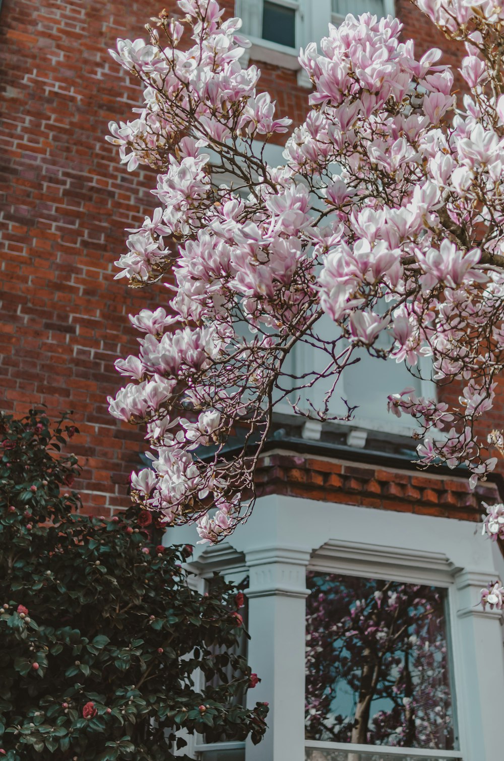 Un arbre avec des fleurs roses devant un bâtiment en briques