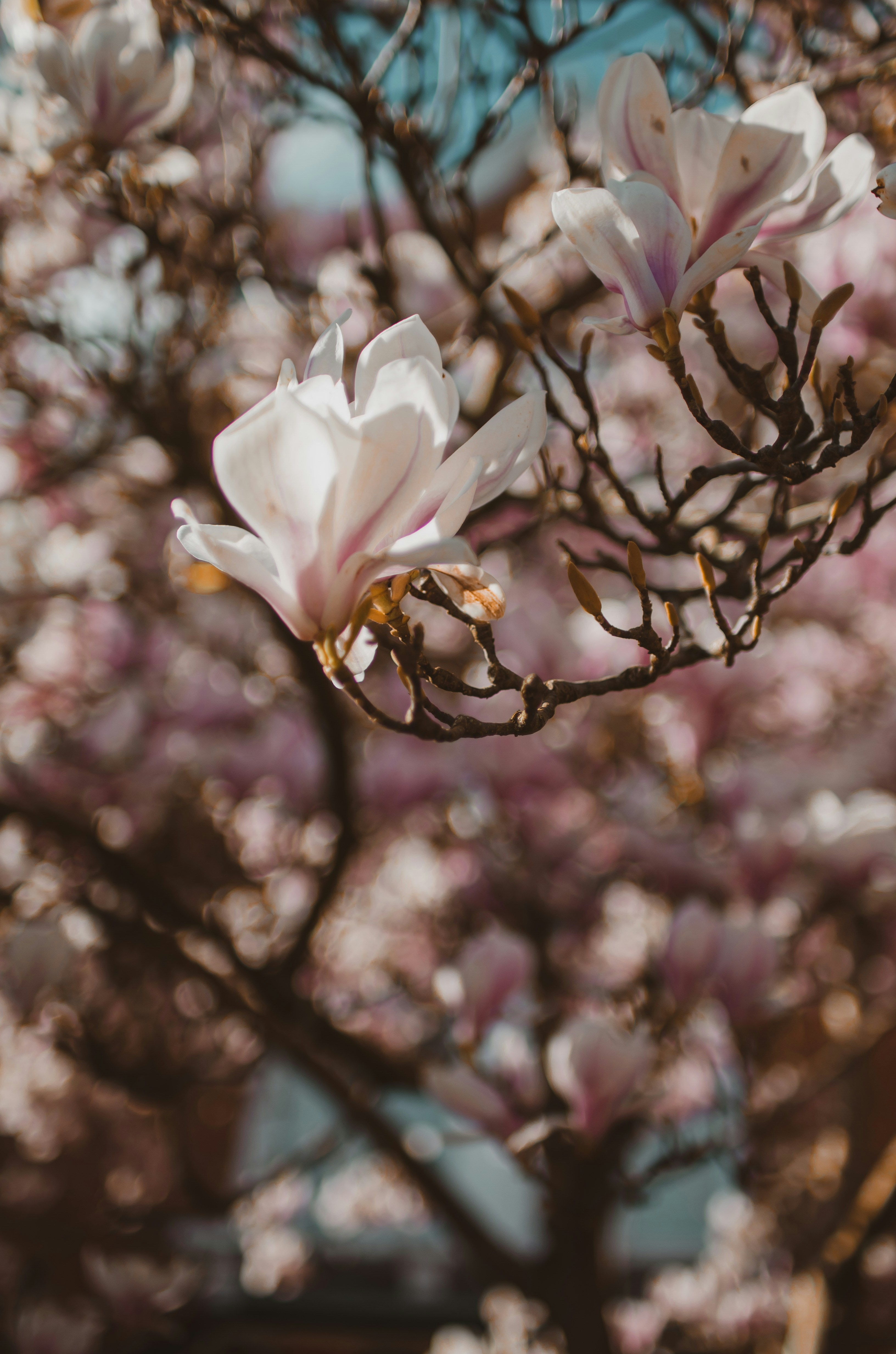 Photo by gamanalice3012