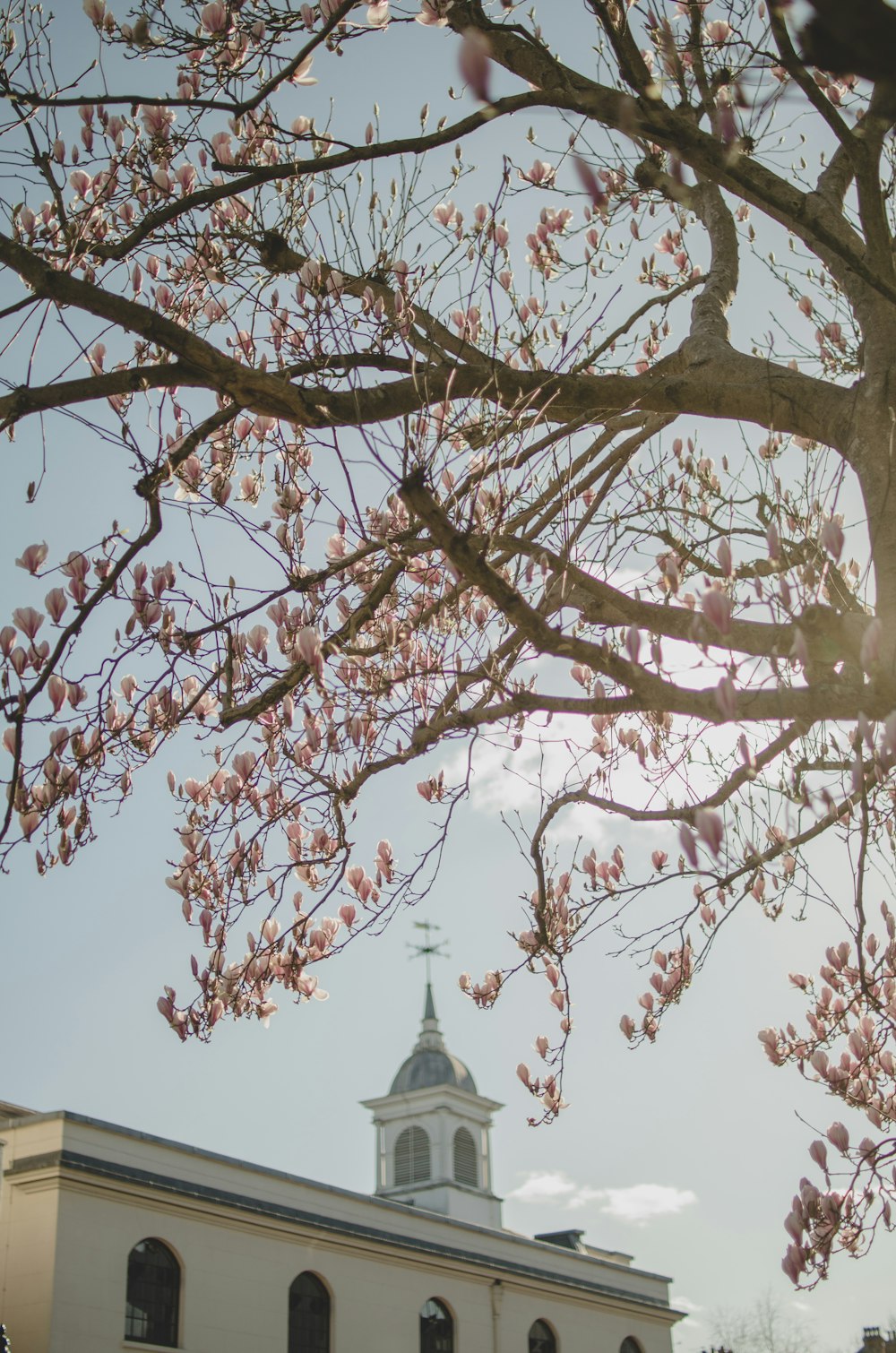 a building with a clock tower behind a tree