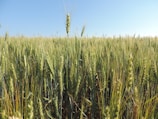 A farmer harvesting wheat under a clear blue sky.