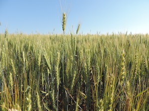 A vibrant field of wheat and meslin crops under a clear blue sky.