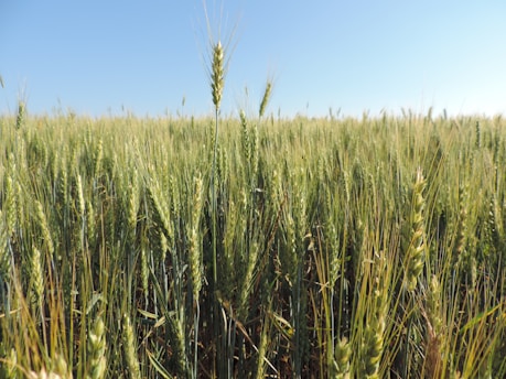 A farmer inspecting ripe wheat fields under a clear blue sky.