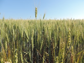 A farmer inspecting a field of ripe grains under a clear blue sky.