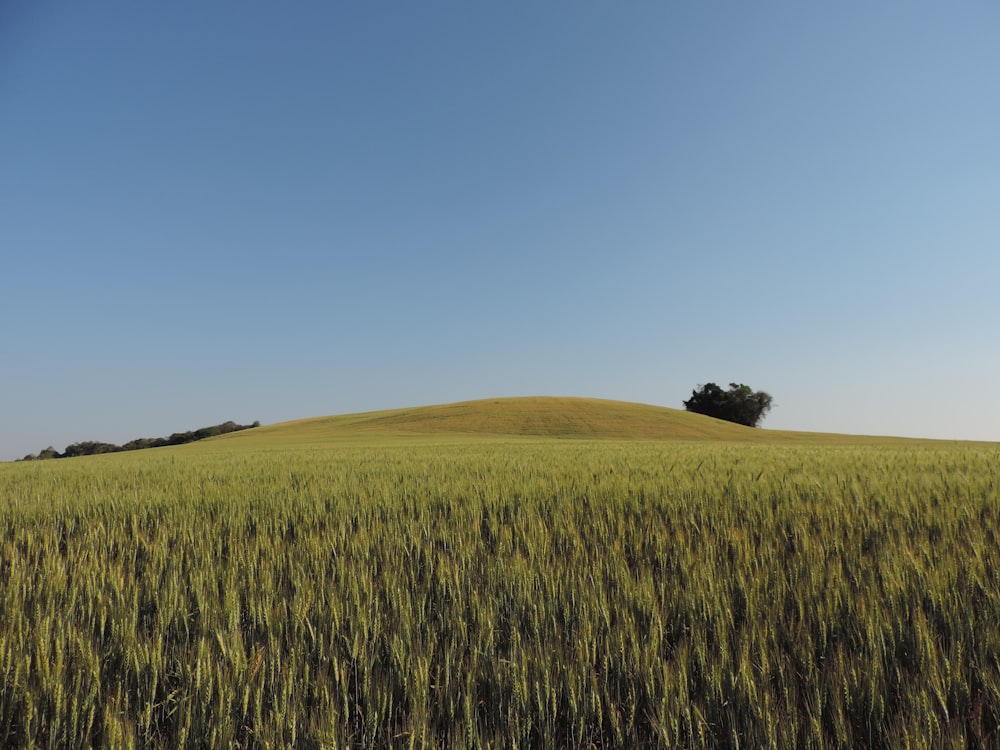 a field of grass with a tree on top of it