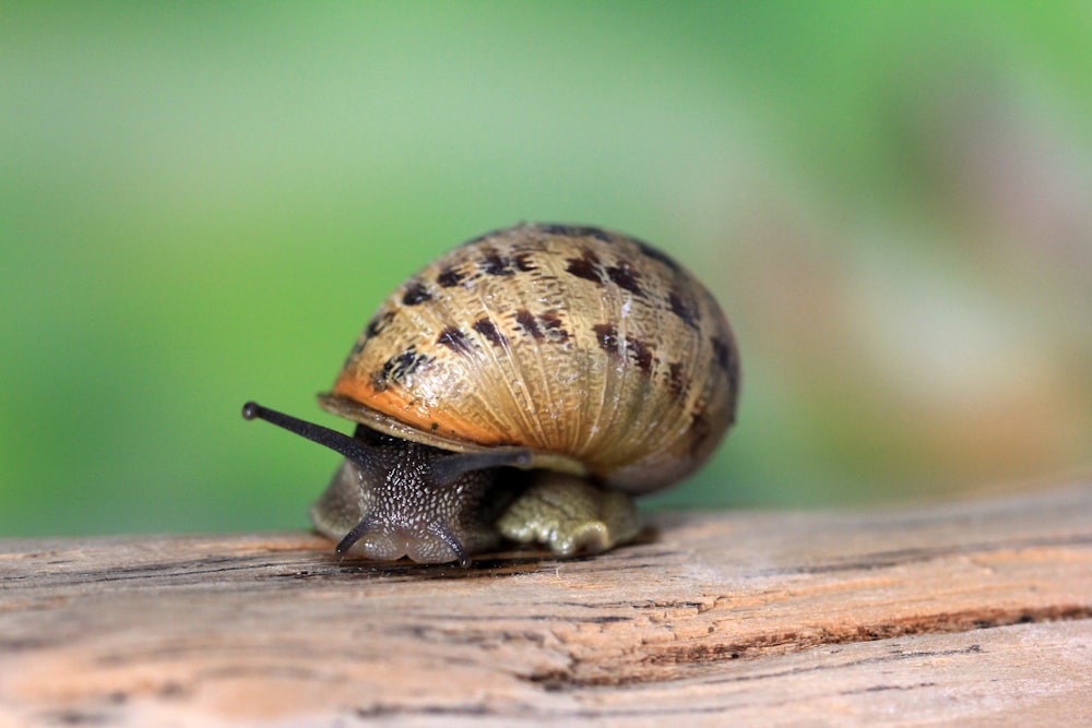a snail is sitting on a piece of wood