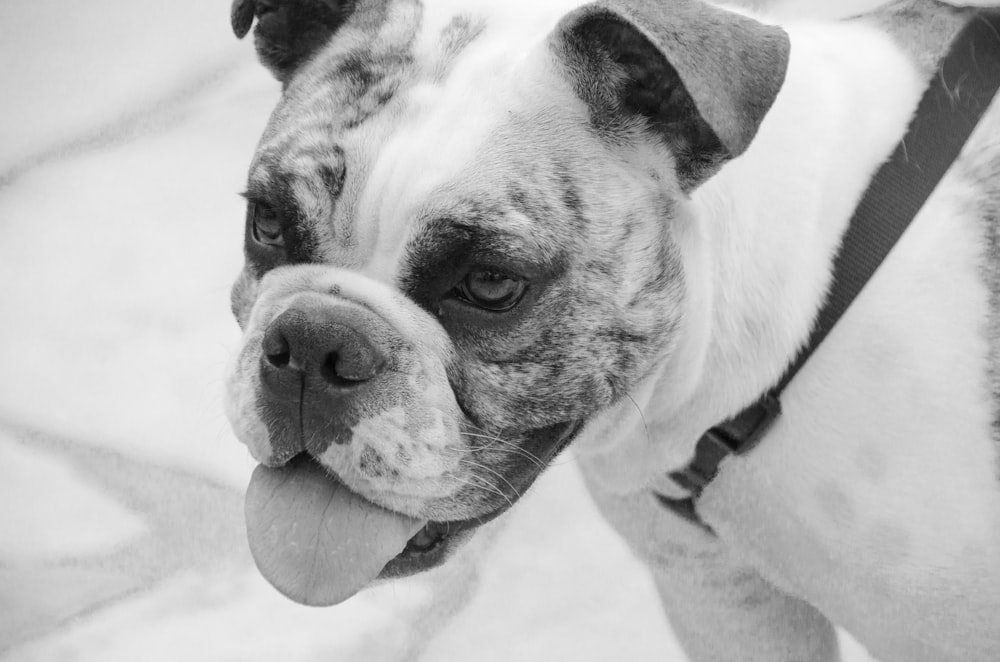 a black and white photo of a dog with its tongue out