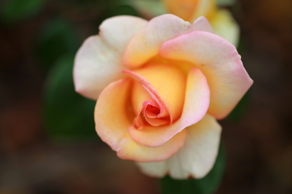 a close up of a flower