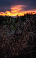 Sunset behind cactus fields, casting warm orange hues on rows of pitahaya plants.