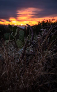Sunset behind cactus fields, casting warm orange hues on rows of pitahaya plants.