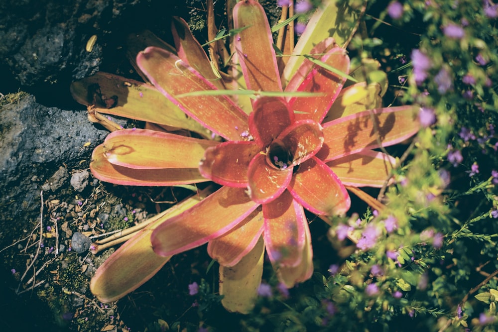 a close up of a flower on the ground