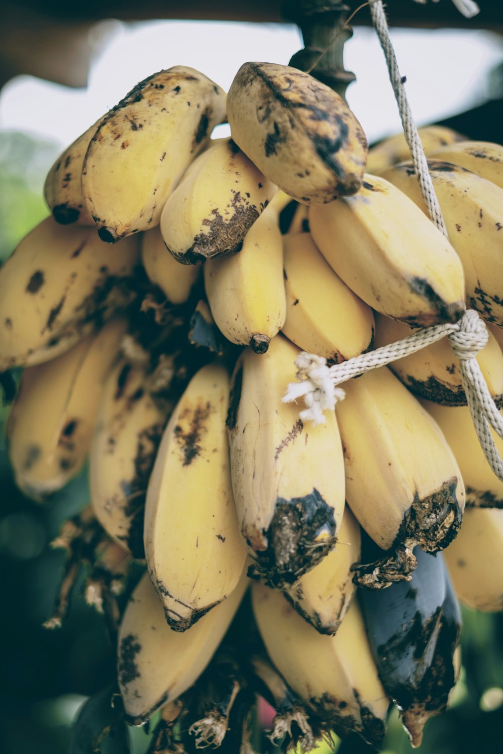 a bunch of bananas hanging from a tree