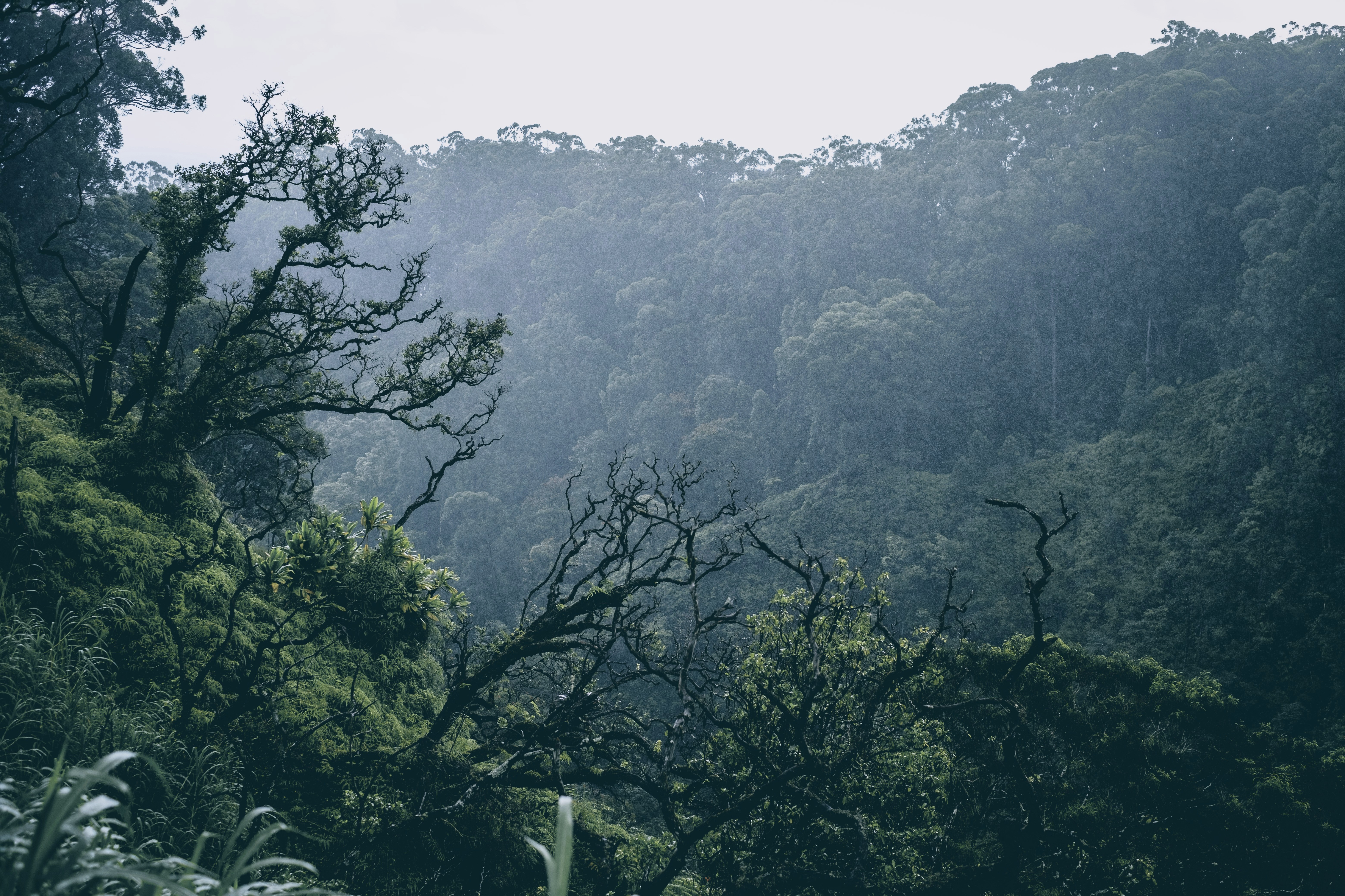 Photo by gummibearman