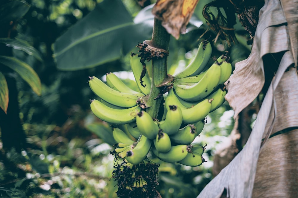 a bunch of green bananas hanging from a tree