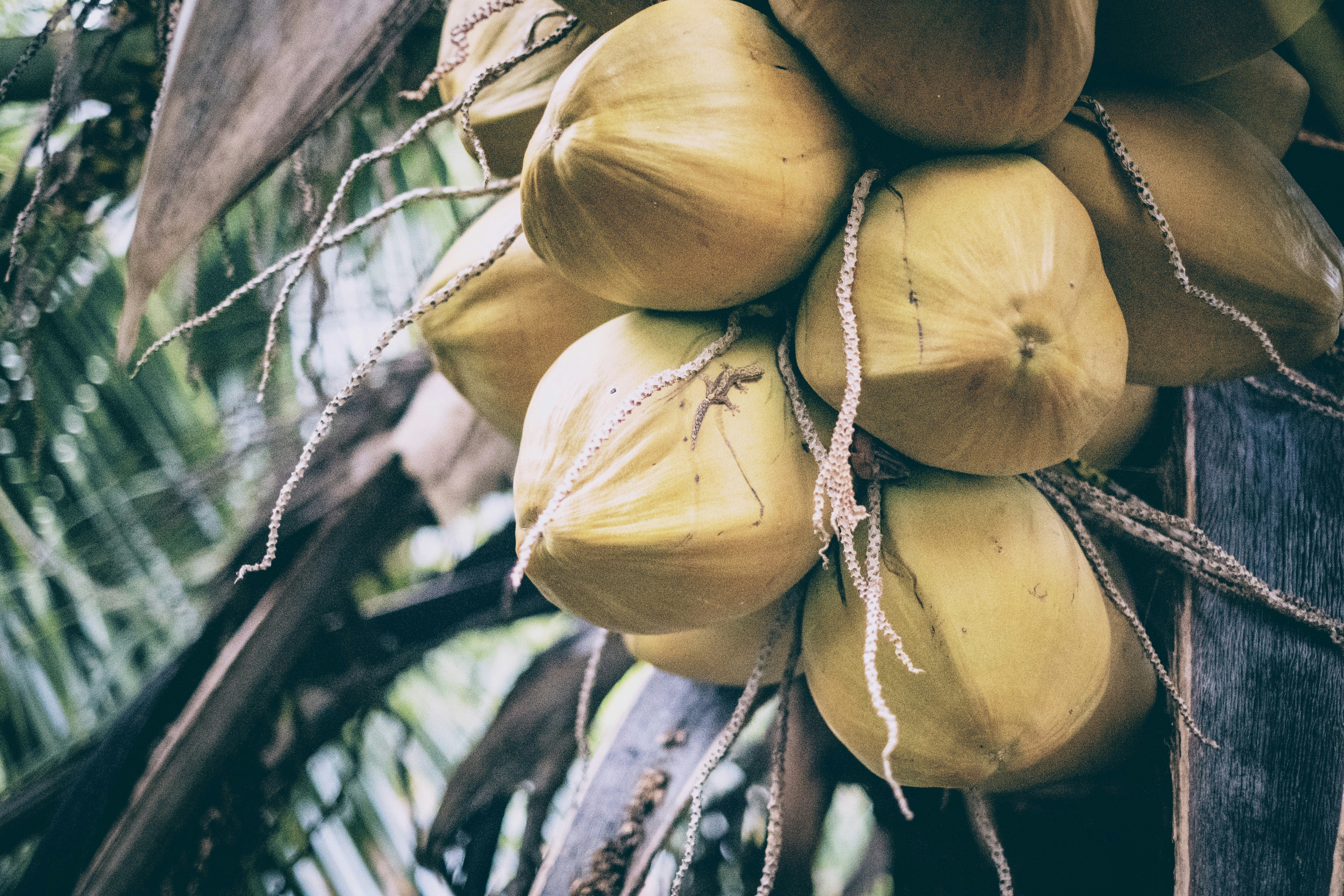 Photo by gummibearman