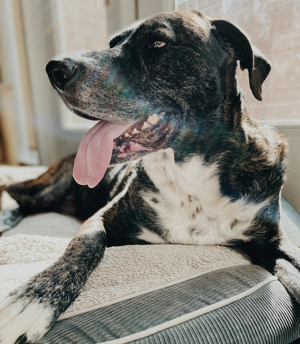 a black and white dog laying on top of a bed