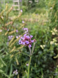 A close-up of edible flowers in a garden.