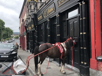 A horse harnessed to a small cart is standing in front of a black-painted pub with golden accents on a street. The pub's signage is visible, and a few people and cars are in the background along the road.