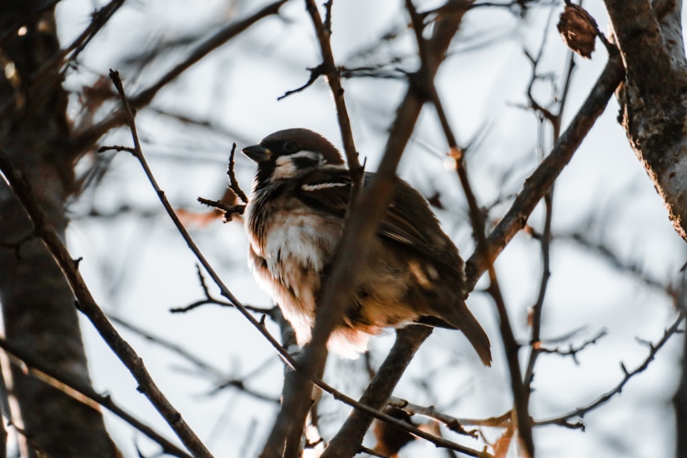 a small bird perched on top of a tree branch