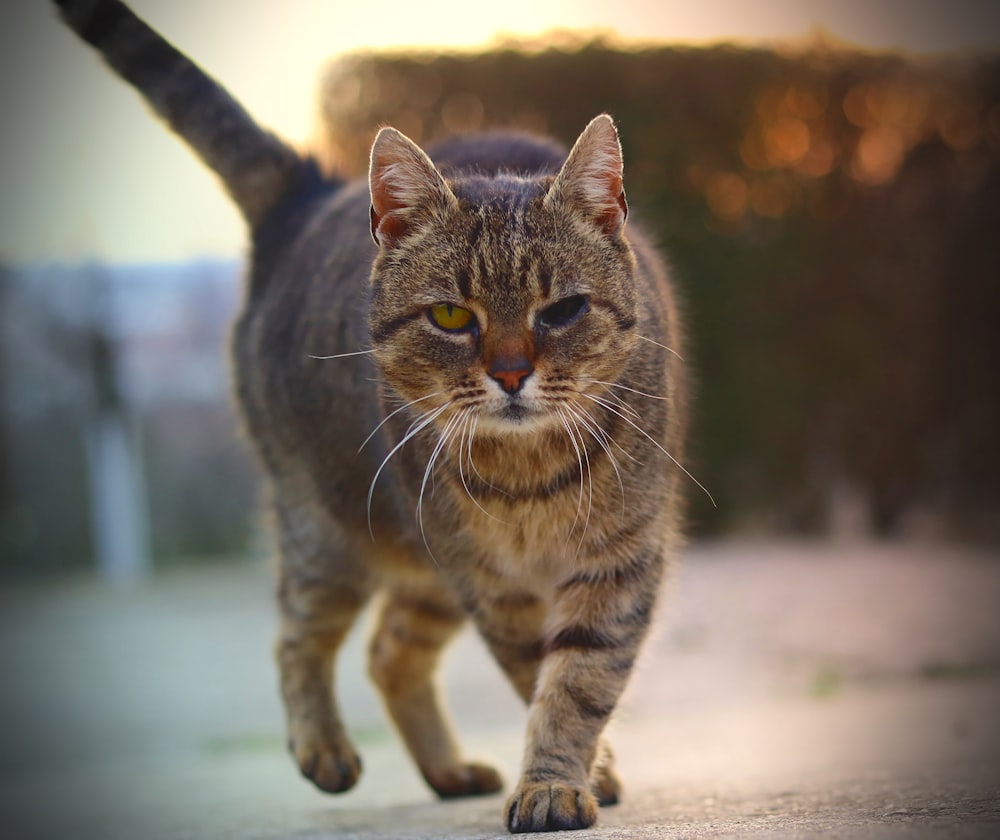 a cat walking down a street with a blurry background