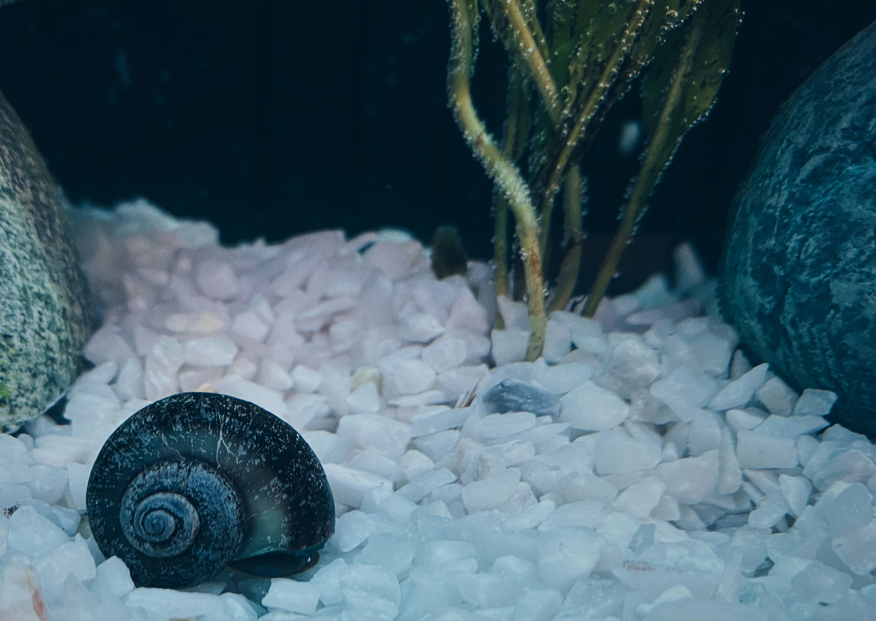 How to Clean Gravel in Aquariums Complete Guide