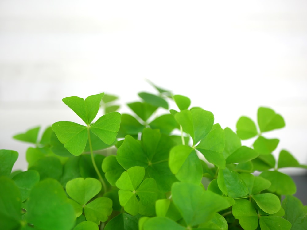 a close up of a plant with green leaves