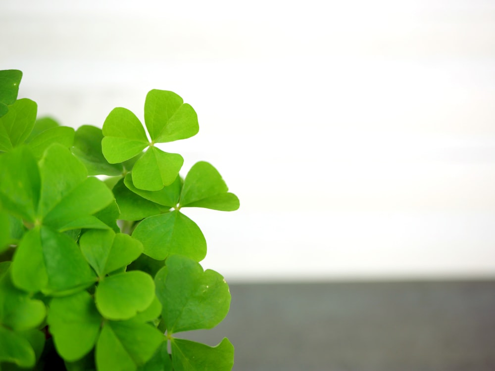 a close up of a plant with green leaves