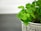 a close up of a potted plant with green leaves