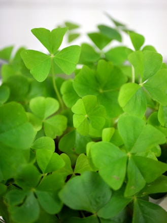 A cluster of vibrant green clover leaves, each with three distinct heart-shaped leaflets. The leaves are lush and abundant, creating a dense carpet of greenery. Some of the leaves are partially shadowed, adding depth to the composition.