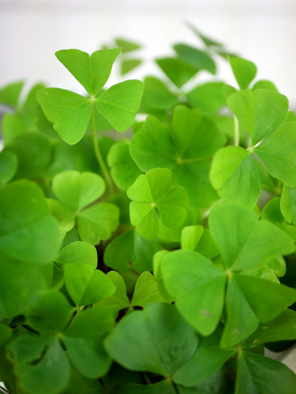 a close up of a potted plant with green leaves