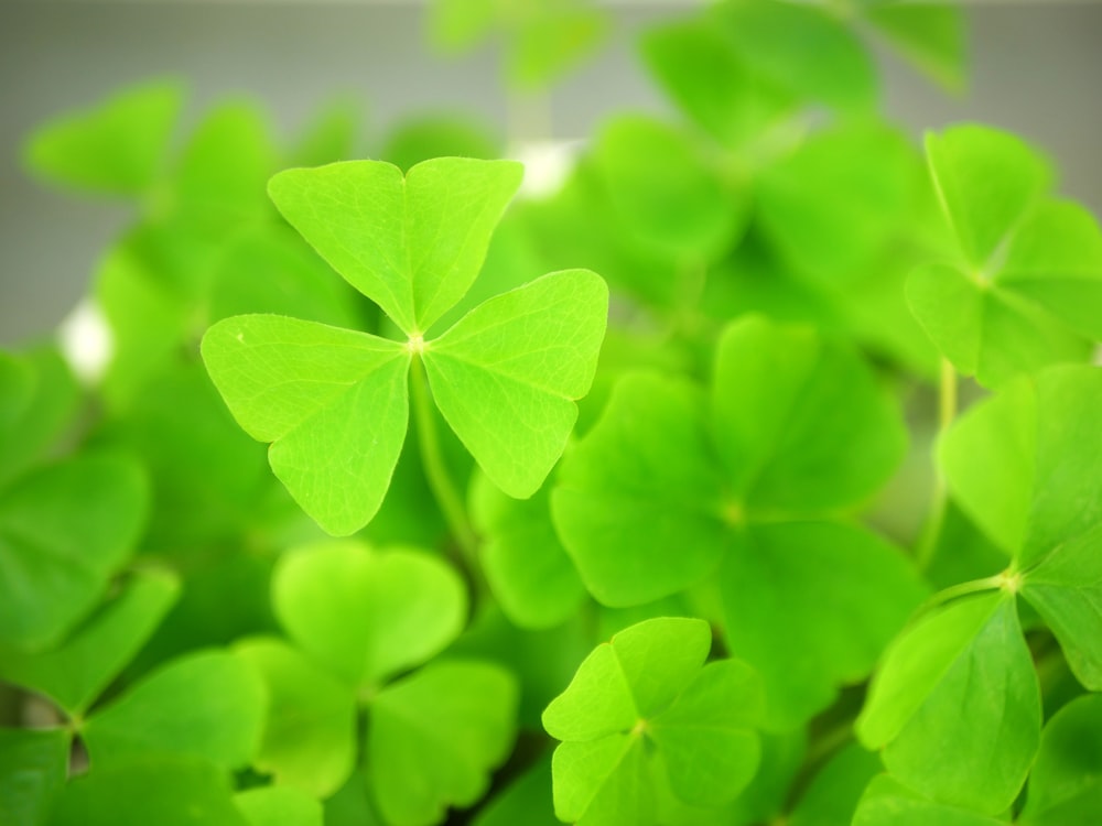 a close up of a bunch of green clovers