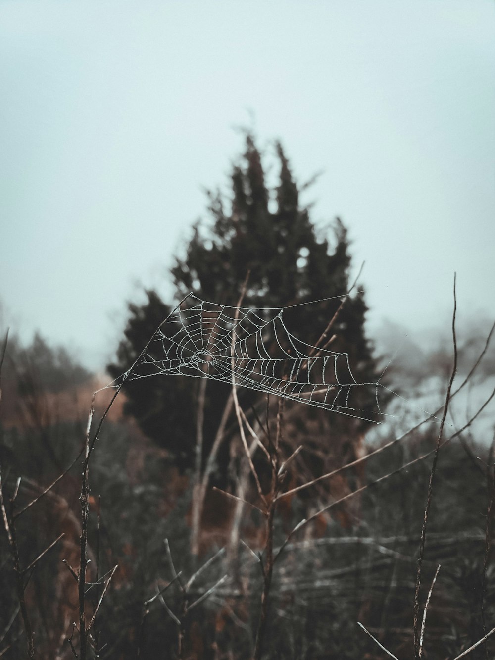 a spider web hanging from a tree branch