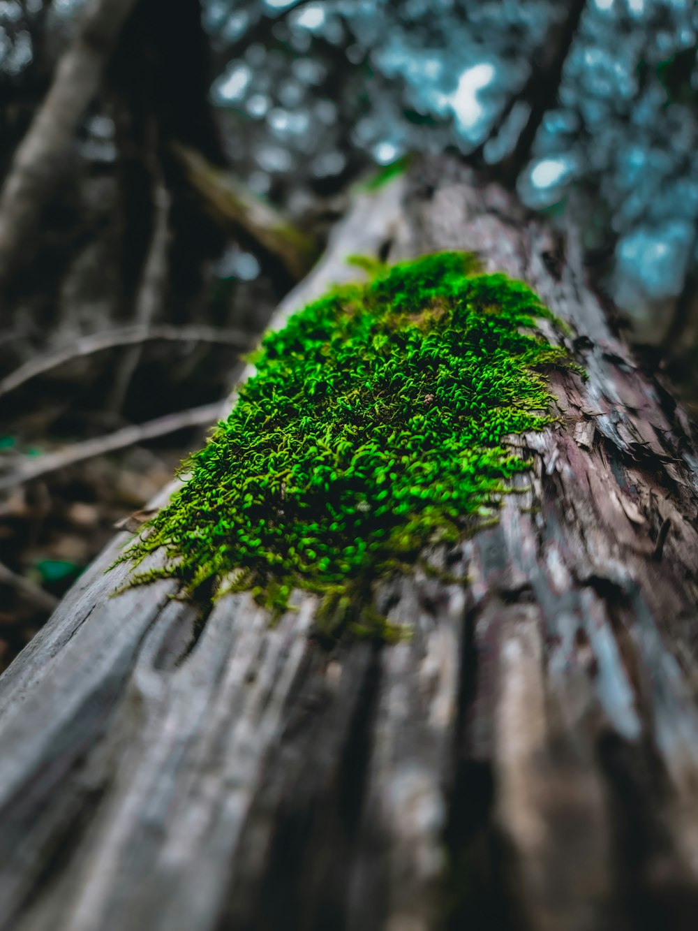 a close up of a tree trunk with moss growing on it