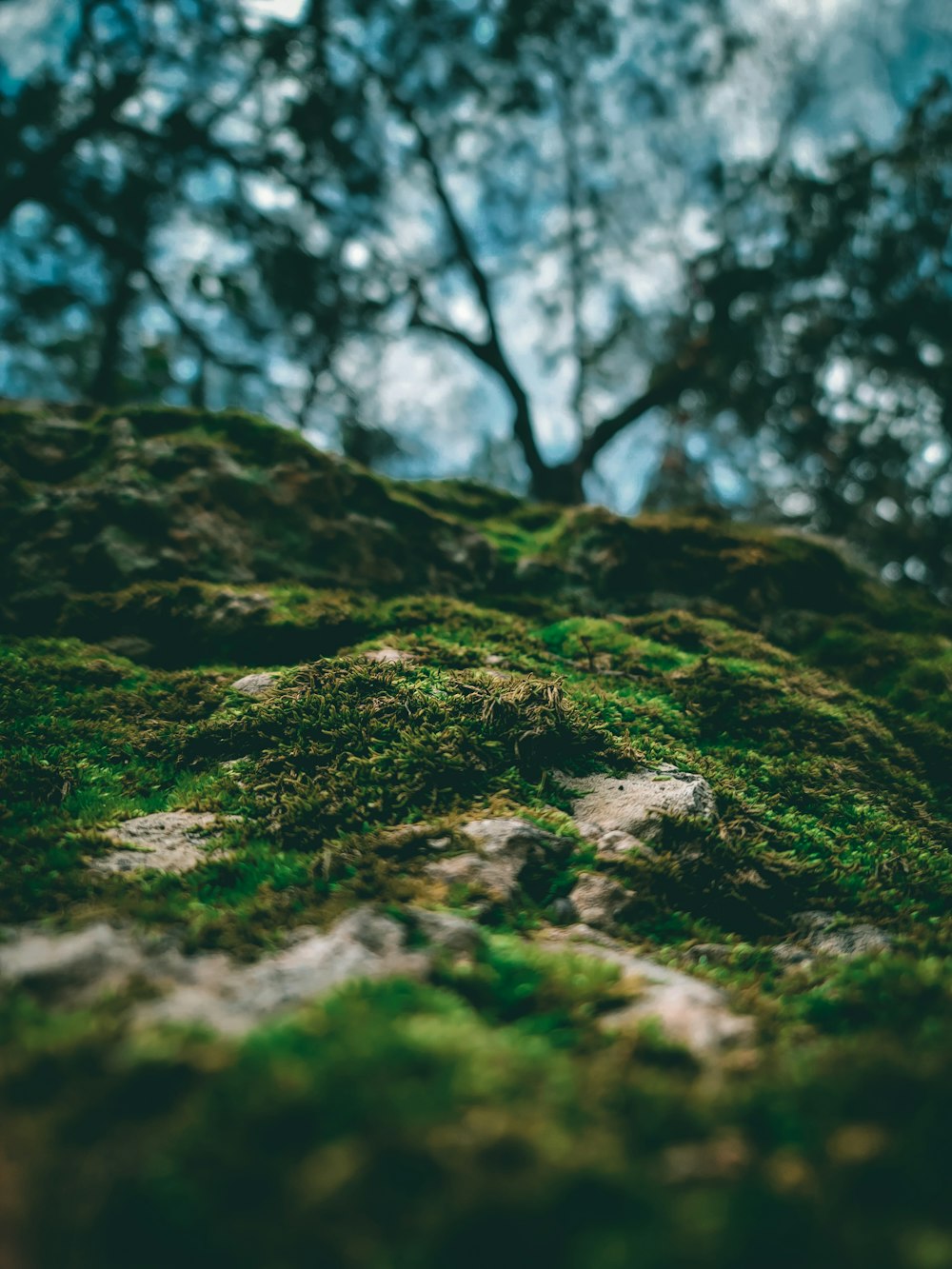 a moss covered rock with a tree in the background