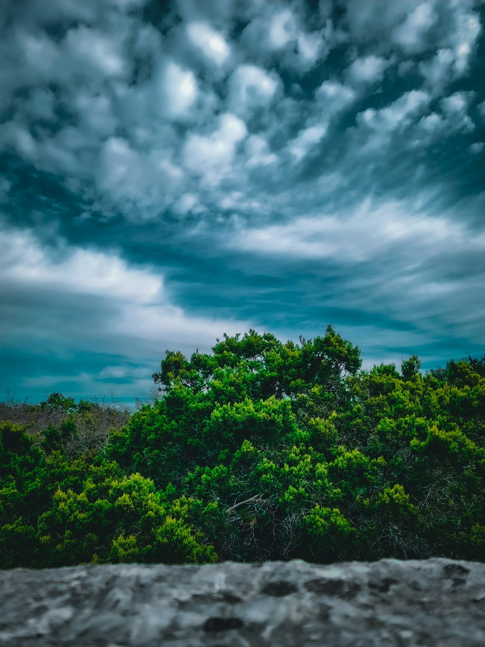 a view of a cloudy sky with trees in the foreground