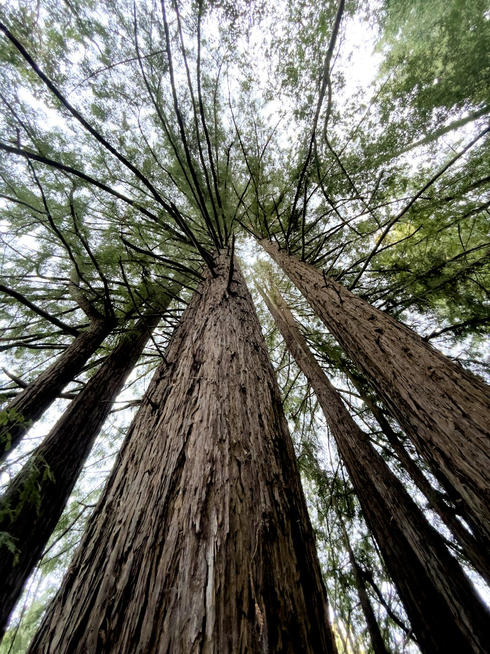 a group of tall trees standing next to each other