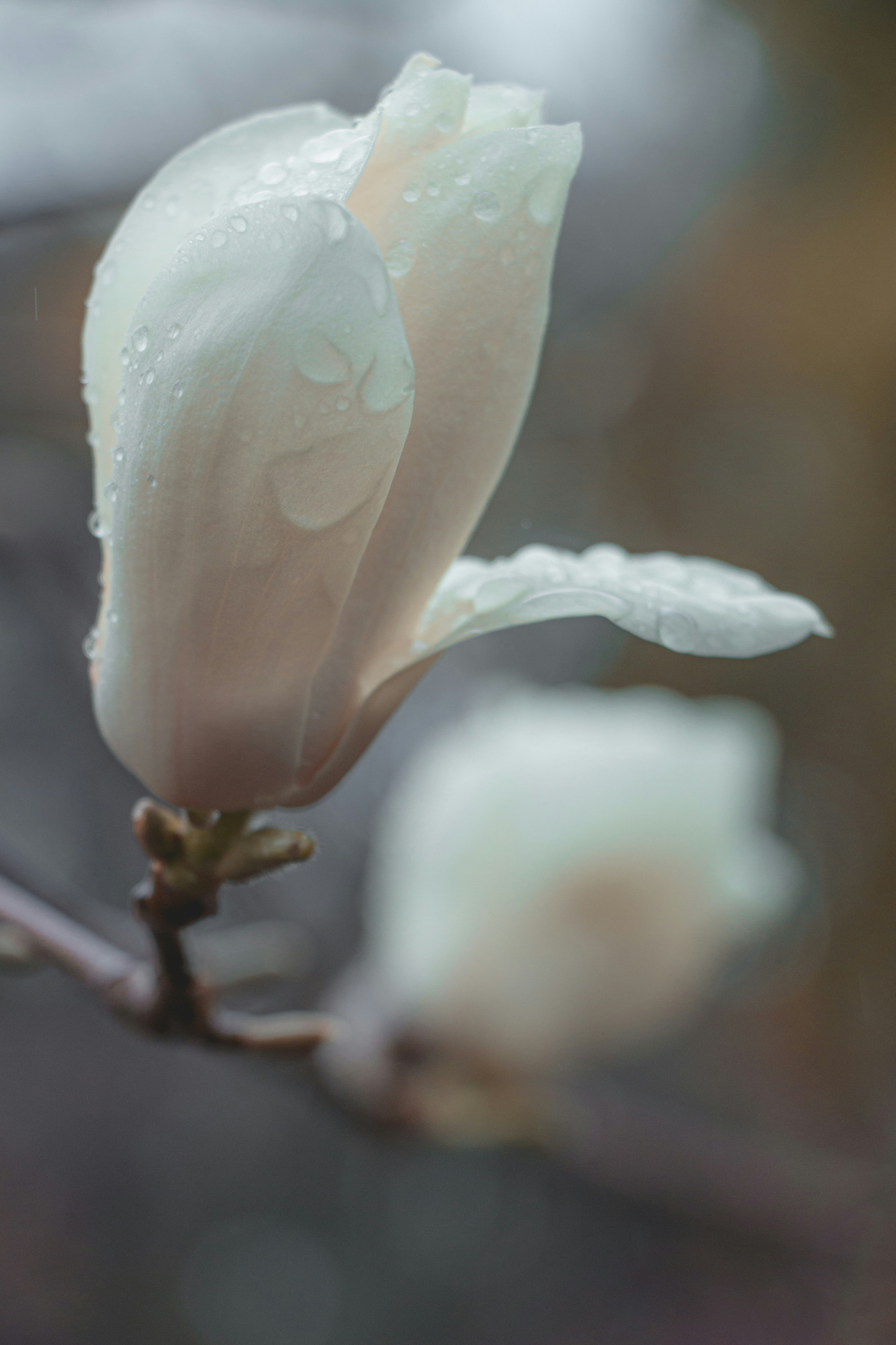a white flower with water droplets on it