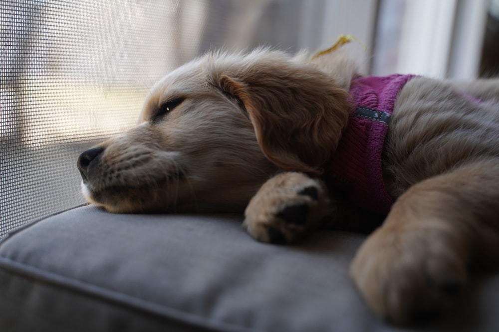 a dog lying on a bed