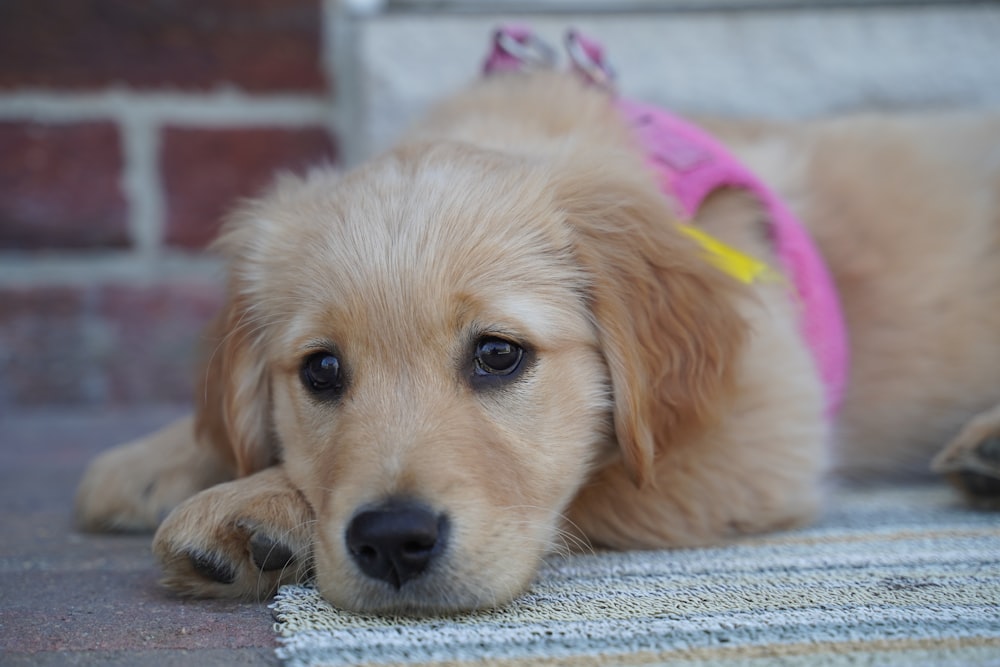 a dog that is lying down and looking at the camera