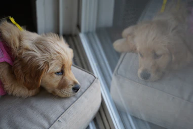 a dog that is lying down and looking at the camera