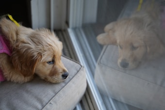 A young golden retriever puppy with a soft, fluffy coat rests its head on a cushion by a glass door. The puppy's reflection can be seen in the glass, gazing outside with a calm and contemplative look. It wears a pink harness and is surrounded by neutral colors, creating a cozy atmosphere.