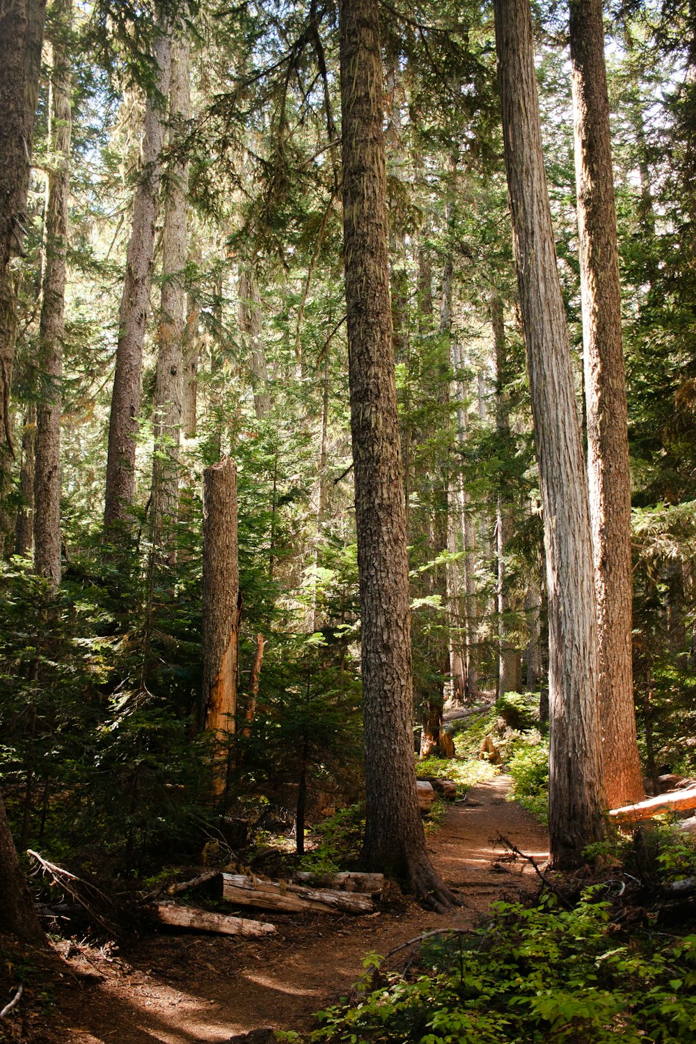 a trail in the middle of a forest with lots of trees