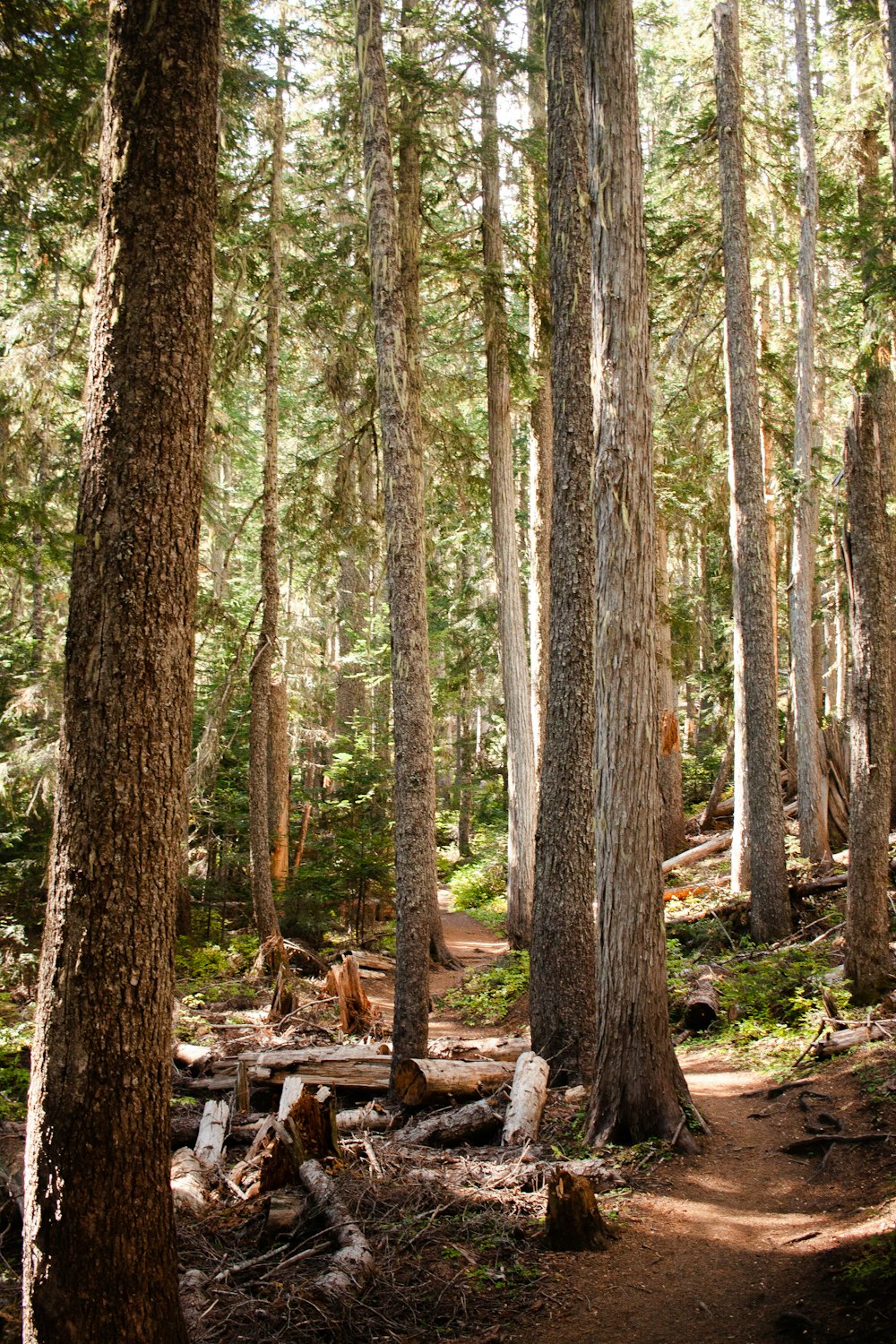 a trail in the woods with lots of trees