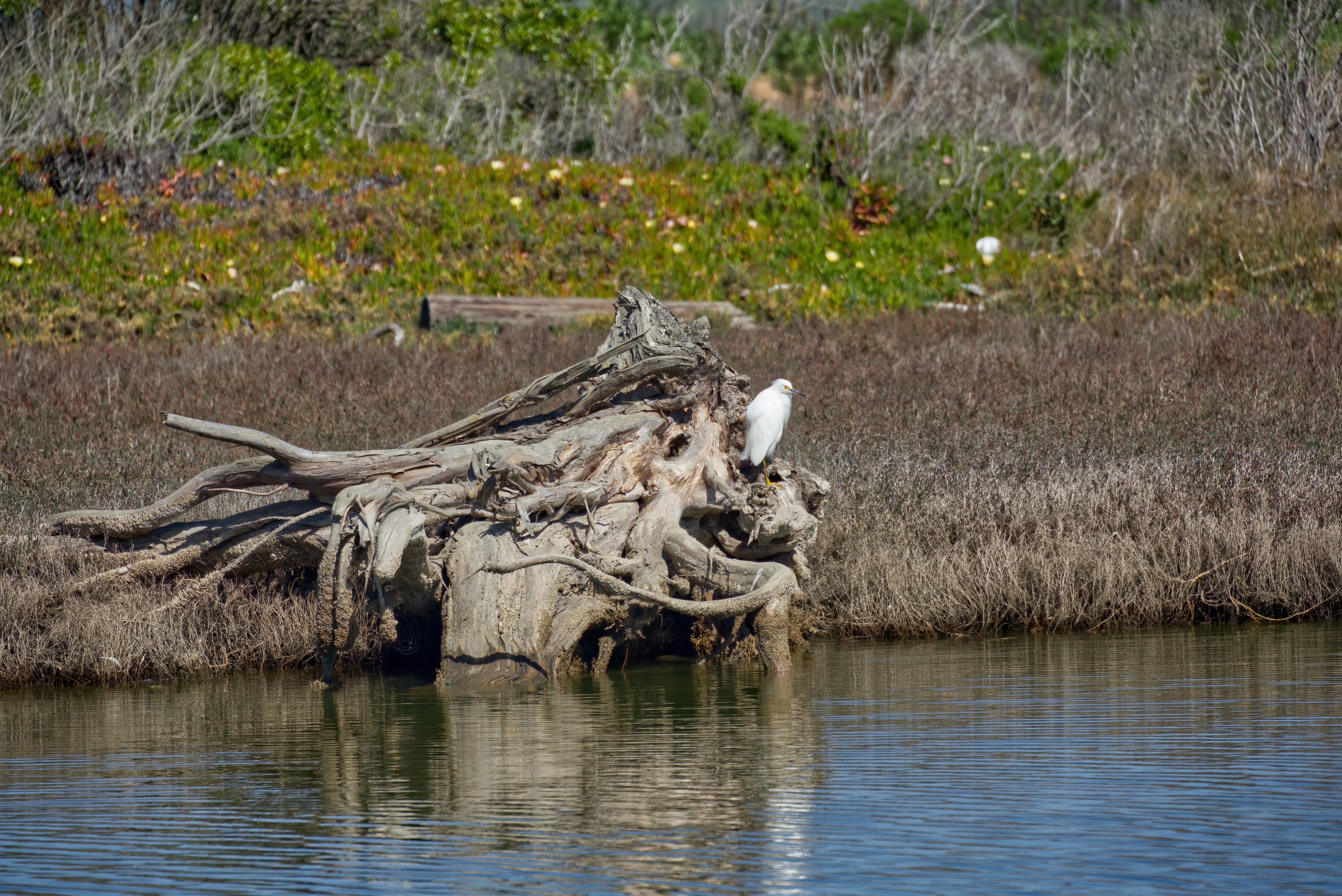 a bird is perched on a tree stump in the water