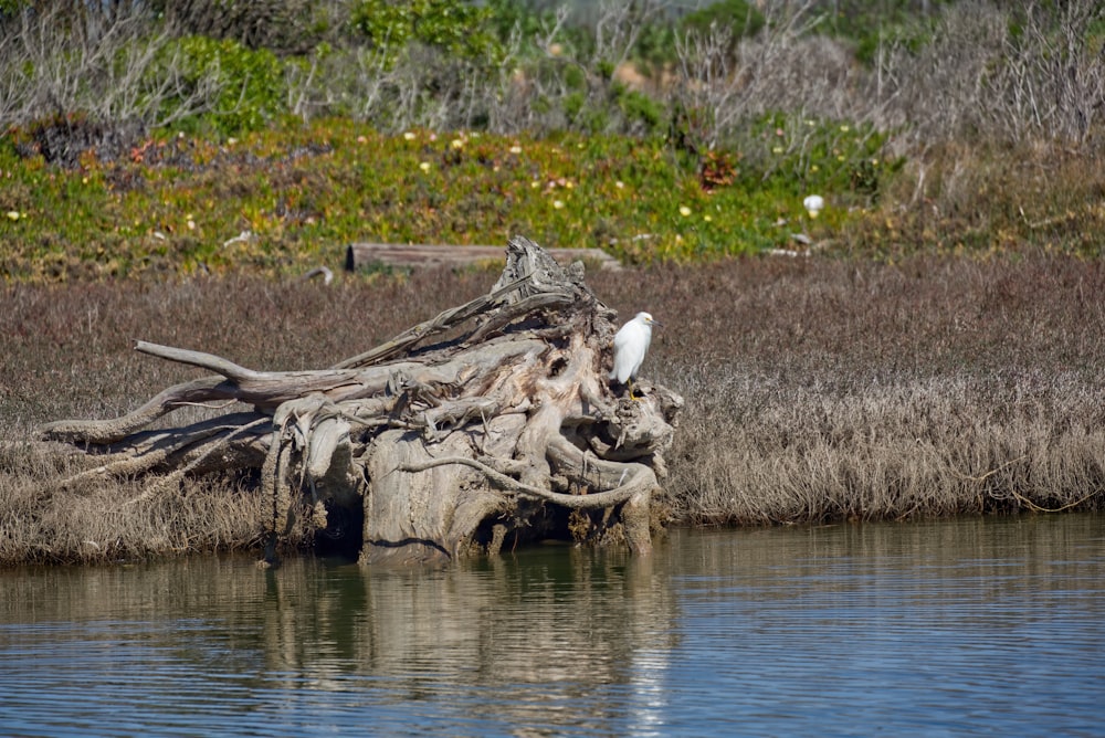 a bird is perched on a tree stump in the water