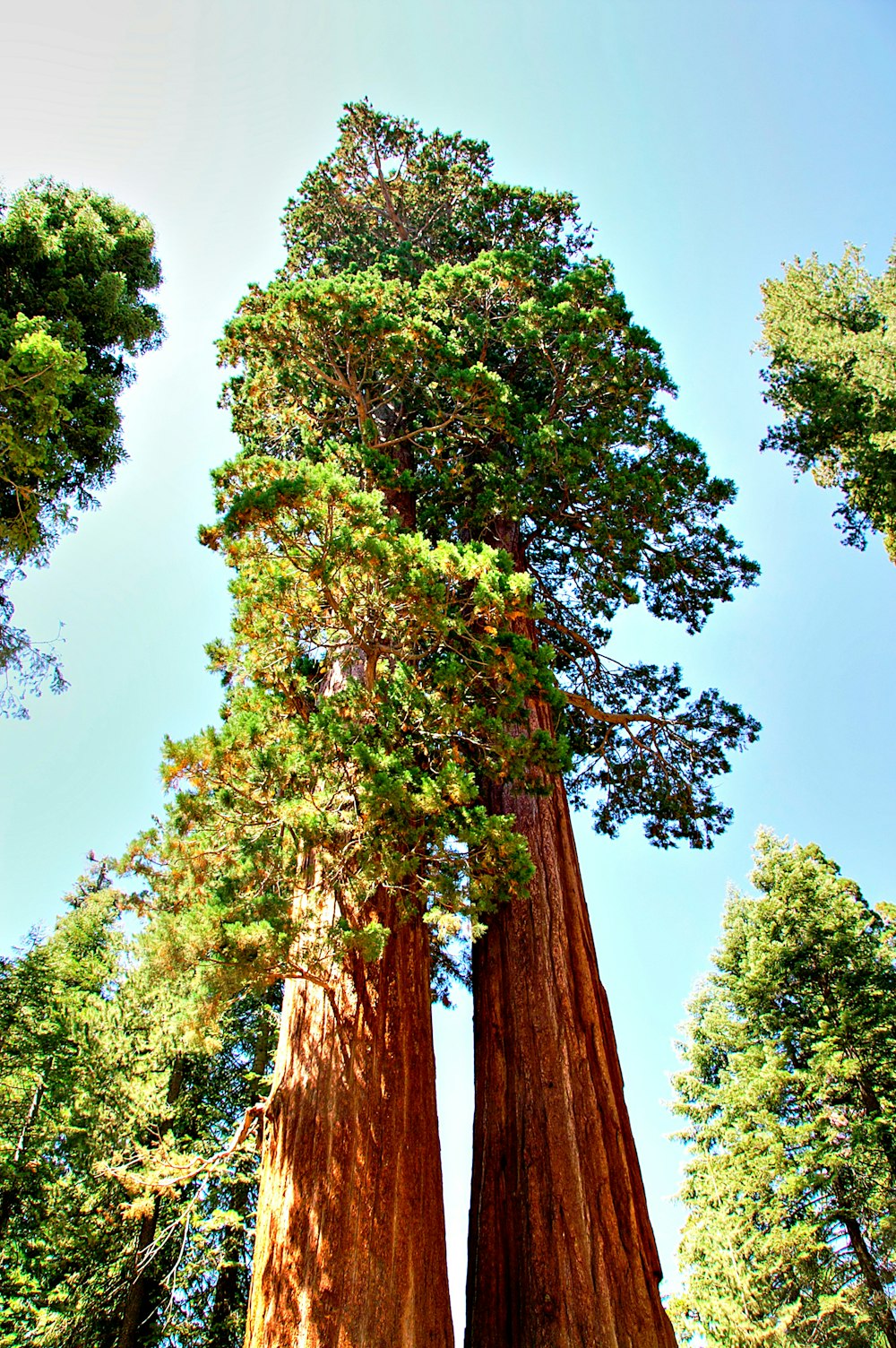 a group of tall trees standing next to each other