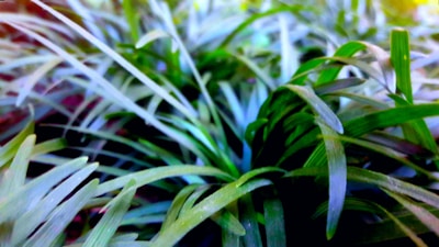 Close-up of healthy grass after overseeding and fertilizing, showing rich texture and color.
