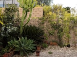 A lush garden area featuring various green plants. Prominent in the scene is a tall cactus surrounded by several types of broad-leafed plants in pots. The ground is covered in white stones and a stone wall forms the backdrop, partially covered in climbing plants.